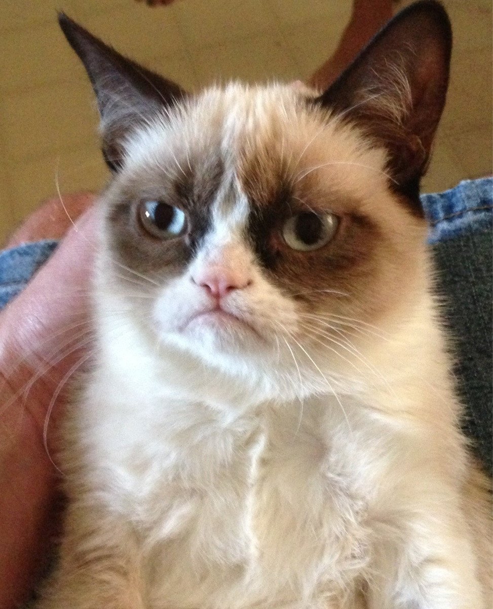 Grumpy cat